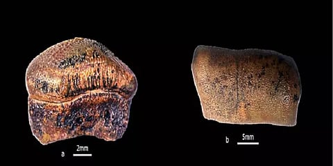 பல லட்சம் ஆண்டுகள் பழைமையான ஹைபோடோன்ட் வகை சுறா மீனின் பற்கள் ராஜஸ்தானில் கண்டுபிடிப்பு