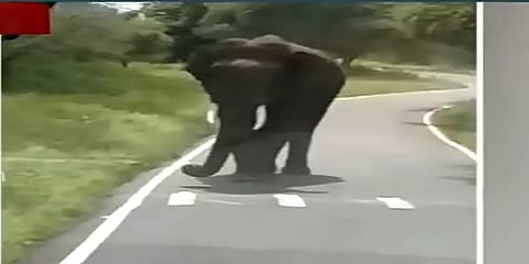 அரசுப் பேருந்தை வழிமறித்து ஆக்ரோஷம் காட்டிய யானை