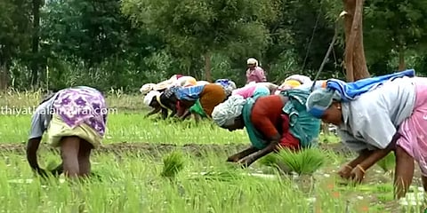 தொடர் மழையால் தருமபுரி மாவட்டத்தில் தொடங்கிய நாற்றுநடும் பணிகள்
