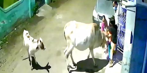 சென்னை: அம்பத்தூரில் தெருவில் நின்ற சிறுவனை முட்டிய மாடு - வைரலாகும் சிசிடிவி காட்சிகள்