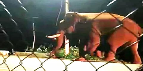 கோவை: மீண்டும் ஊருக்குள் உலாவந்த பாகுபலி காட்டு யானை - கவலையில் விவசாயிகள்