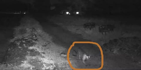 ஈரோடு: கண்காணிப்பு கேமராவில் சிக்கிய சிறுத்தை: அச்சத்தில் தாளவாடி விவசாயிகள்