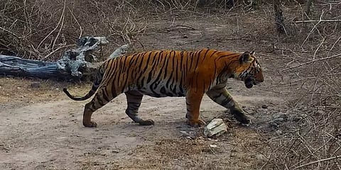 கர்நாடகா: பந்திப்பூர் வனப்பகுதியில் நடமாடும் 3 புலிகள்