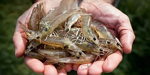 நாகை: ரெட் வைரஸ் நோயால் பாதிக்கப்பட்ட வனாமி இறால்கள் - வேதனையில் உற்பத்தியாளர்கள்