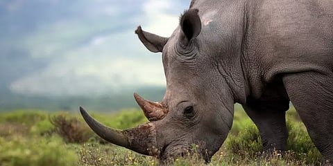 இன்று உலக காண்டாமிருகங்கள் தினம்: அறிய வேண்டிய 25 தகவல்கள்