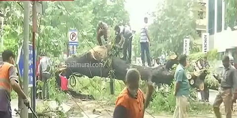 விடிய விடிய மழை: நுங்கம்பாக்கத்தில் சாலையில் விழுந்த புளிய மரம்