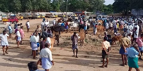 கேரளாவில் நிபா வைரஸ்: பொள்ளாச்சி மாட்டு சந்தையில் வர்த்தகம் பாதிப்பு