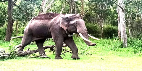 ரிவால்டோ யானை நடமாட்டத்தை கண்காணித்து வீடியோ தாக்கல் செய்ய நீதிமன்றம் உத்தரவு
