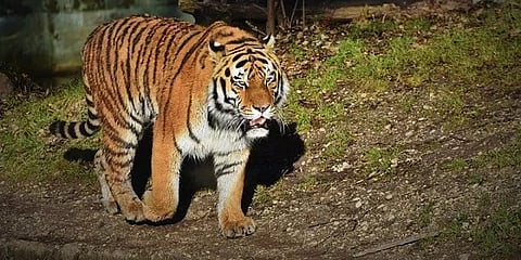 நீலகிரி: அடர்ந்த புதருக்குள் சென்று பதுங்கிக் கொண்ட புலி - 3வது நாளாக தொடரும் தேடும் பணி