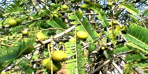 மலை நெல்லிக்காய்: விளைச்சல் அதிகரித்து விலை உயர்ந்துள்ளதால் விவசாயிகள் மகிழ்ச்சி