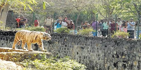 விலங்குகளை தத்தெடுக்க முன் வருக: வண்டலூர் பூங்கா இயக்குநர் வேண்டுகோள்