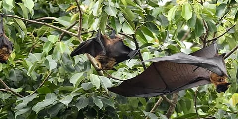 வெளவால்களின் மாதிரிகளில் நிபா வைரஸ் நோய் எதிர்ப்புத் திறன்