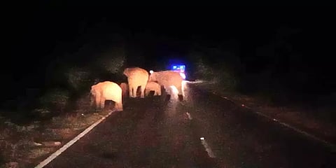 பண்ணாரி தேசிய நெடுஞ்சாலையை மறித்து நின்ற காட்டு யானைகளால் போக்குவரத்து பாதிப்பு