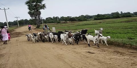 கணவனை இழந்த, ஆதரவற்ற பெண்களுக்கு தலா 5 ஆடுகள் வழங்கும் திட்டம் இம்மாதம் தொடக்கம்