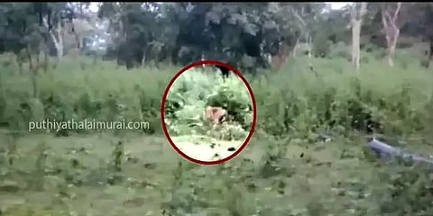 நீலகிரி: போக்கு காட்டும் புலி - மேலும் ஒருவர் உயிரிழப்பு