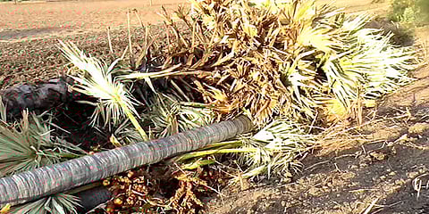 கோவில்பட்டி: அனுமதியின்றி பனை மரங்களை அகற்றியதாக விவசாயி மீது போலீசார் வழக்கு