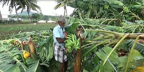 சூறாவளி காற்று: 2,000-க்கும் மேற்பட்ட வாழை மரங்கள் சேதம்; இழப்பீடு கேட்டு கோரிக்கை