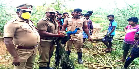 கிணற்றில் விழுந்து தவித்த மயில்: பத்திரமாக மீட்ட தீயணைப்புத் துறையினர்