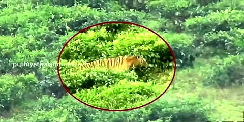 "எந்த காரணத்தைக் கொண்டும் புலி சுட்டுக் கொல்லப்படாது" - வன உயிரின பாதுகாவலர் நீரஜ்