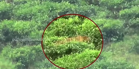 காட்டெருமையை வேட்டையாடிய ஆட்கொல்லி புலி