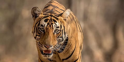 ”முதுமலை புலியை சுட்டுப்பிடிக்க வேண்டாம்”- வனத்துறைக்கு உயர் நீதிமன்றம் அறிவுறுத்தல்