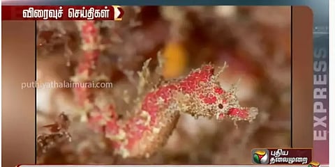 கடற்குதிரை வகையை சார்ந்த புதிய உயிரினம் கண்டுப்பிடிப்பு: பெயர் வைத்த பழங்குடியின மக்கள்