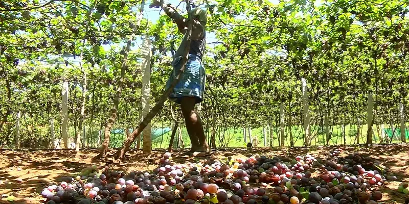 மழையால் அழுகி வெடித்து தொங்கிய 50 டன் திராட்சைகள் - திண்டுக்கல் விவசாயிகள் வேதனை