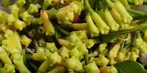 கன்னியாகுமரி கிராம்புக்கு புவிசார் குறியீடு - ஏன் தெரியுமா? வியக்க வைக்கும் காரணம்!