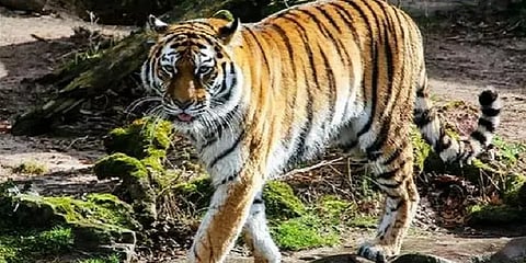 காயம் காரணமாக 'T23 புலி' இறந்திருக்கலாம் என சந்தேகம் - 16வது நாளாக தொடரும் தேடுதல் பணி