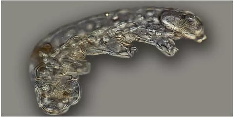 சுமார் 16 மில்லியன் ஆண்டுகளுக்கு முன்பாக வாழ்ந்த அரிய வகை நுண்ணுயிர் இனம் கண்டுபிடிப்பு