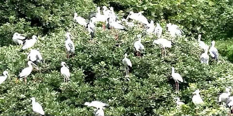 வேடந்தாங்கல் பறவைகள் சரணாலயத்தை அலங்கரிக்கும் வெளிநாட்டுப் பறவைகள்