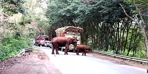 சத்தியமங்கலம்: லாரியை வழிமறித்து கரும்புக் கட்டை தூக்கியோடிய காட்டு யானை