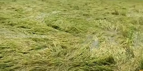 அறுவடை செய்ய இருந்த நேரத்தில் மழையில் சாய்ந்த பயிர்கள் - வேதனையில் தஞ்சை விவசாயிகள்