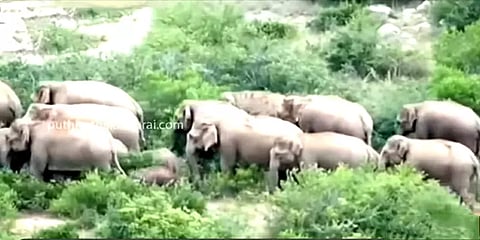 கர்நாடகா டூ தமிழ்நாடு: வனப் பகுதிக்குள் இடம்பெயர்ந்த 70 காட்டு யானைகள்