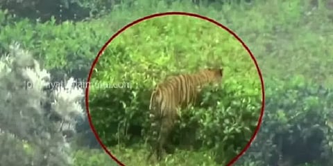 T23 புலியை பிடிக்கத் திணறும் வனத்துறை - 20 நாட்களாக போக்கு காட்டும் புலி