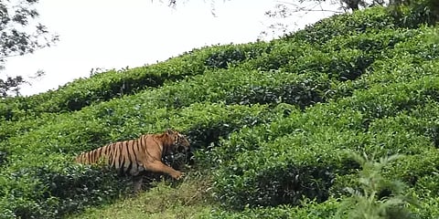 மயக்க ஊசி செலுத்தியும் T23 புலி தப்பி ஓட்டம்: இரவு 2 மணி வரை தொடர்ந்த தேடுதல் வேட்டை