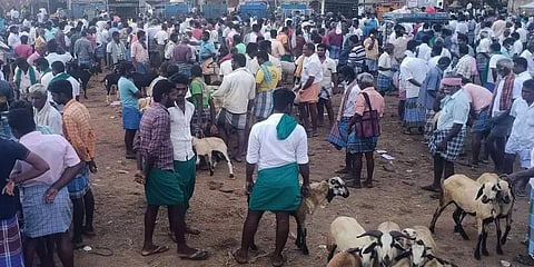 புதுக்கோட்டை ஆட்டுச் சந்தையில் விற்பனை மந்தம்