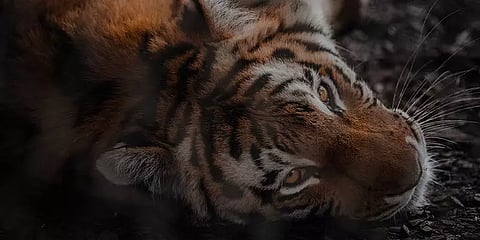 21 நாள் தொடர் போராட்டம்; 2 தொடர் மயக்க ஊசிக்குப் பிறகு உயிருடன் பிடிபட்டது டி23 புலி