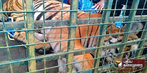 மைசூரு வனவிலங்கு பூங்காவுக்கு கொண்டு செல்லப்படும் டி23 புலி