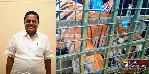 மயக்க ஊசி செலுத்தப்பட்டு பிடிக்கப்பட்ட டி23 புலியின் உடல் சீராக உள்ளது : வனத்துறை அமைச்சர்