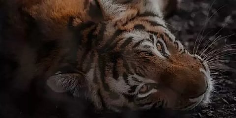 மயக்கம் தெளிந்து உணவு உட்கொள்ள தொடங்கிய டி23 புலி