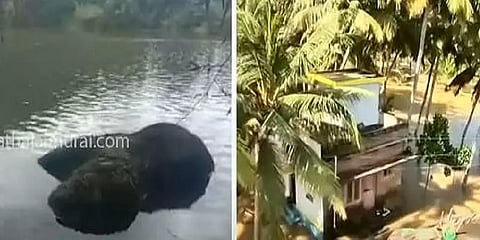 கன்னியாகுமரி: கோதமடக்கு பகுதி மழை வெள்ளத்தில் மிதந்த 6 மாதமேயான குட்டி யானையின் சடலம்