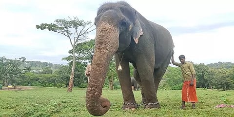 டி23 புலியை பிடிக்க உதவி: வனத்துறையினரின் ஹீரோவான ‘கும்கி’ உதயனின் சுவாரஸ்ய பின்னணி!