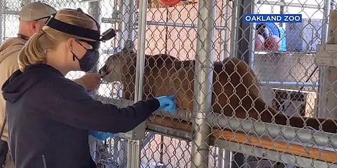 அமெரிக்கா: உயிரியல் பூங்காவில் உள்ள விலங்குகளுக்கு கொரோனா தடுப்பூசி