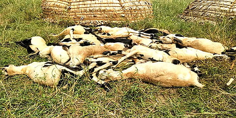 மயிலாடுதுறை: மர்மமான முறையில் உயிரிழந்த 22 ஆட்டுக் குட்டிகள், ஆய்வில் கால்நடை துறையினர்