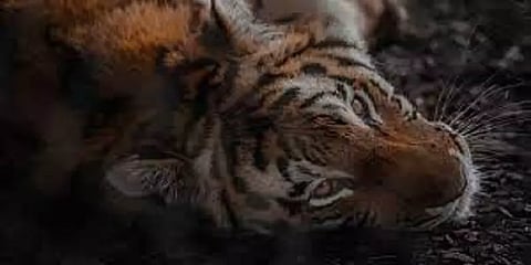 "T23 புலியின் உடல் நிலை நன்றாக உள்ளது; 10 கிலோ மாமிசம் சாப்பிட்டது": வனத்துறை அமைச்சர்