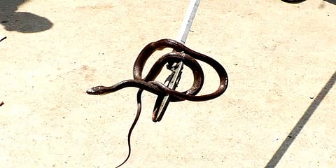 மணப்பாறை: வீட்டிற்குள் புகுந்த 6 அடி நீள சாரைப்பாம்பு - லாவகமாக பிடித்த தீயணைப்புத் துறை