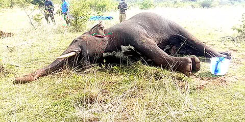 நெல்லை: ஆண் யானை மர்மமான முறையில் உயிரிழப்பு: வனத்துறை அதிகாரிகள் விசாரணை