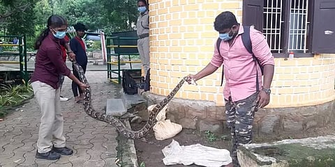 கன்னியாகுமரி: குடியிருப்புப்பகுதிக்குள் புகுந்த 2 மலைப்பாம்புகளை பிடித்த இளைஞர்கள்