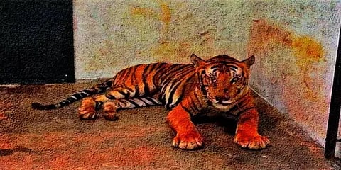 புலி ஆட்கொல்லியாக மாறுவது எதனால்? ஏன்?